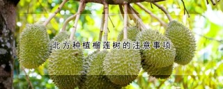 北方种植榴莲树的注意事项,第1图