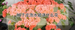 柚子皮泡水能浇什么花,第1图