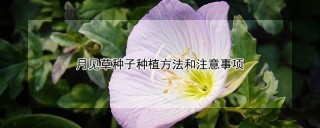 月见草种子种植方法和注意事项,第1图