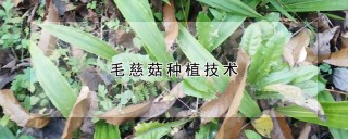 毛慈菇种植技术,第1图