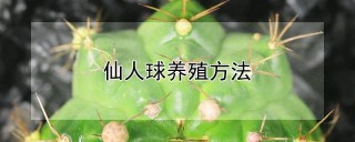 仙人球养殖方法,第1图