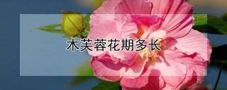 木芙蓉花期多长,第1图