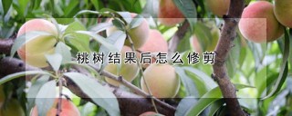 桃树结果后怎么修剪,第1图