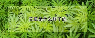 艾草是什么样子的,第1图