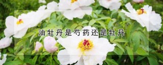 油牡丹是芍药还是牡丹,第1图