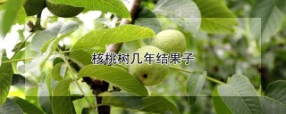 核桃树几年结果子,第1图