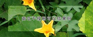 南瓜不授粉可以结果吗,第1图