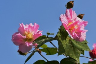 芙蓉花根部能泡水生根吗,第2图