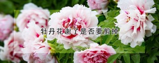 牡丹花谢了是否要剪掉,第1图