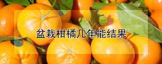 盆栽柑橘几年能结果,第1图