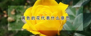 黄色的花代表什么意思,第1图