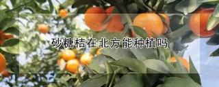 砂糖桔在北方能种植吗,第1图