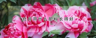 牡丹用什么肥料长得好,第1图