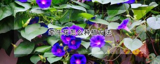 牵牛花怎么种植方法,第1图