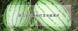 西瓜如何整枝打叉才能高产,第1图