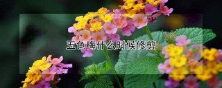 五色梅什么时候修剪,第1图