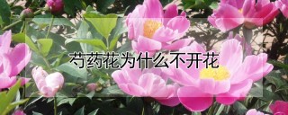 芍药花为什么不开花,第1图