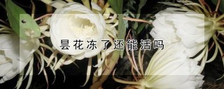 昙花冻了还能活吗,第1图