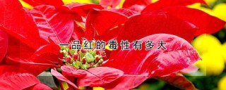 一品红的毒性有多大,第1图