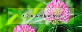 适合秋冬种植的绿植,第1图