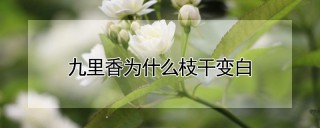 九里香为什么枝干变白,第1图