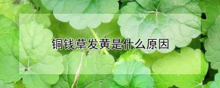 铜钱草发黄是什么原因,第1图