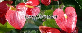 红掌什么季节换盆好,第1图