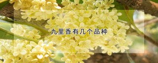 九里香有几个品种,第1图