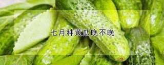 七月种黄瓜晚不晚,第1图