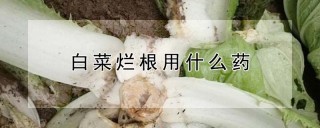 白菜烂根用什么药,第1图