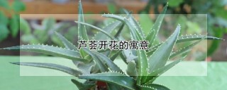 芦荟开花的寓意,第1图