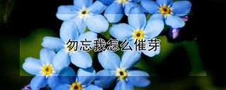 勿忘我怎么催芽,第1图