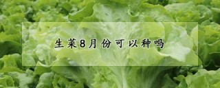 生菜8月份可以种吗,第1图