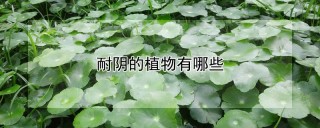 耐阴的植物有哪些,第1图