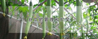 丝瓜的管理和打叉,第1图