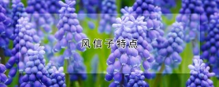 风信子特点,第1图