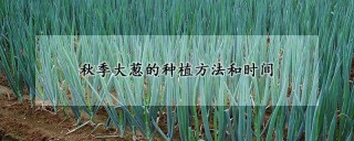 秋季大葱的种植方法和时间,第1图