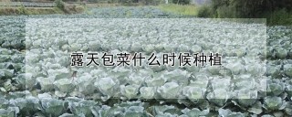 露天包菜什么时候种植,第1图