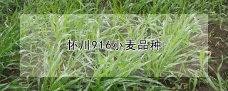 怀川916小麦品种,第1图