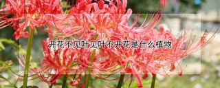 开花不见叶见叶不开花是什么植物,第1图