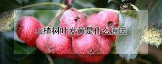 山楂树叶发黄是什么原因,第1图