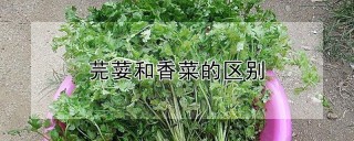 芫荽和香菜的区别,第1图