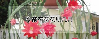 令箭荷花花期几月,第1图