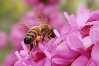 紫荆花什么时候开花,第3图