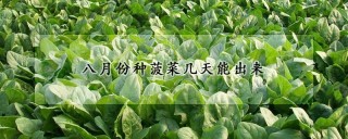 八月份种菠菜几天能出来,第1图