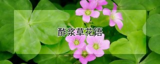 酢浆草花语,第1图