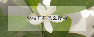 金桔开花怎么授粉,第1图