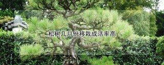 松树几月份移栽成活率高,第1图