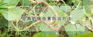 豆角的病虫害防治方法,第1图