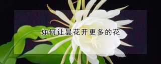 如何让昙花开更多的花,第1图